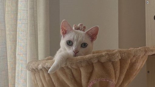 「可愛いけど、どうなってんの！？」　毛づくろい中に〝戴冠〟していた猫王様に1万人驚がく