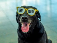 今までありがとう！引退する爆弾探知犬に大好きなテニスボールのシャワーでサプライズ（アメリカ）