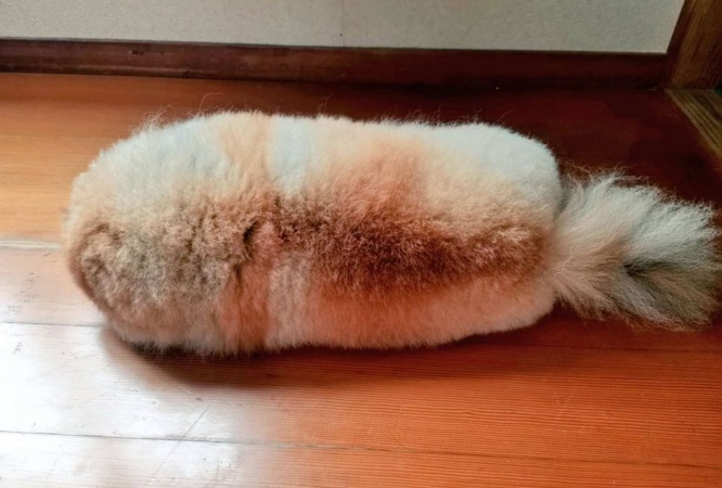 画像は再掲