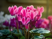 要注意！　お見舞いで「シクラメン」を贈るのがNGな理由