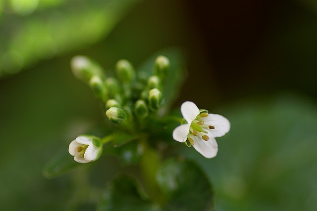 ワサビの花（titanium22さん撮影、Flickrより）