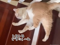 溶けて流れる。世界一セクシーに階段を降りる猫