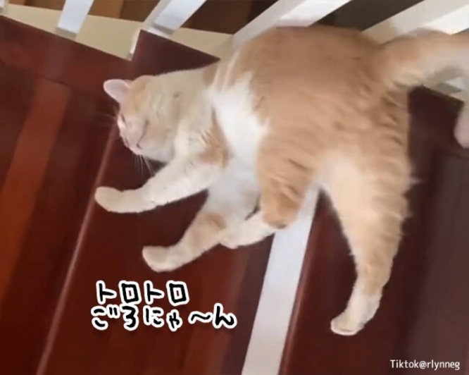 溶けて流れる。世界一セクシーに階段を降りる猫
