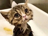 濡れた子猫がかわいすぎて。子猫、グレムリン疑惑に関する海外の反応