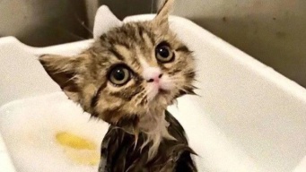 濡れた子猫がかわいすぎて。子猫、グレムリン疑惑に関する海外の反応