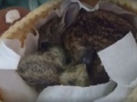 いつも一緒！　赤ちゃんウサギとハトのヒナの仲良しコンビが可愛すぎる