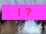 【閲覧注意】可愛いハズのワンちゃんが、エグい生き物に！！