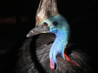 現在地球上に生存する15の大型の鳥