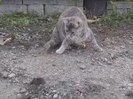 猫、狙っていたネズミを“ヤツ”に横取りされる…！