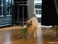 これは幸せな気分になれる。毎日飼い主に花束を運んでくる猫がいる暮らし