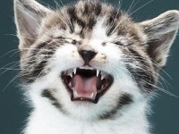 そこには愛があるらしい。謎に満ちた猫のおなじみ愛情表現
