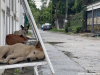 野良犬を地域犬に。再利用した看板で簡易式の避難所を設置し雨や猛暑から守る取り組み