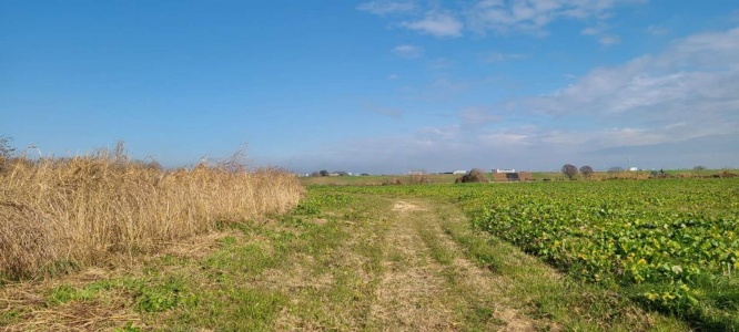 チーバくんの鼻の先に向かって歩く