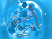 遺伝子改変した寄生虫が脳に治療薬を運んでくれるかもしれない