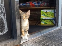 看板猫ズ「お客さん、いっぱい買ってってニャ！」ニューヨークの店先のボデガキャットたち