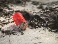 世界中のヤドカリが、貝殻からプラスチックごみの家に住み替えた