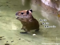 カピバラの赤ちゃんの水中ムーンウォークがかわいすぎるんじゃい！