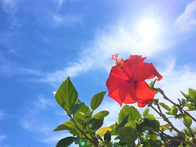 沖縄のポピュラーなおやつだった（画像はイメージ）