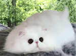 モッフモフのクリックリ！　瞳が大きなペルシャ猫がかわいすぎる。