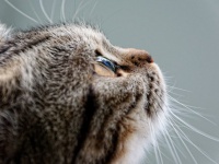 猫は人の視線を読み、それを手掛かりに行動している（ハンガリー研究）