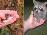 狐も鹿も鳥たちも！野生動物たちが集まって来る魔法の手を持つカメラマン（カエルさんトンボさん出演中）