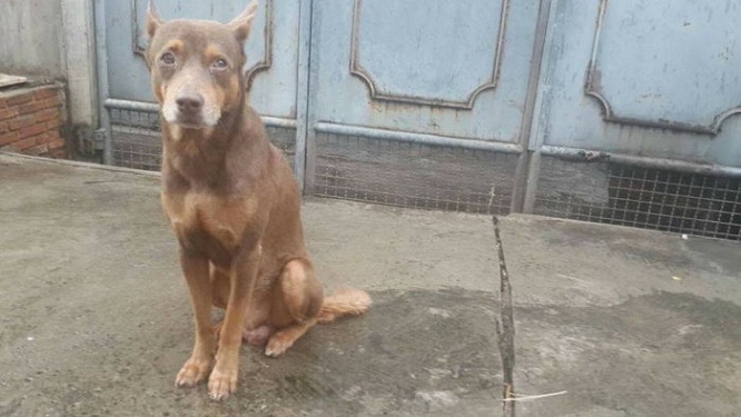 待ち続ける犬　タイバンコク