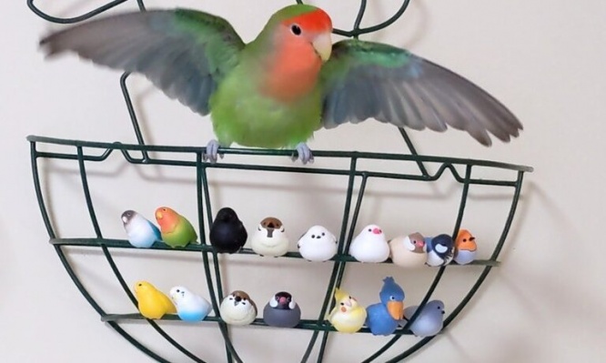 ラスボス登場！　ちっちゃな手下たちを従えるインコちゃんの貫禄がスゴイ