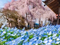 ブルーとピンクのコラボが素敵　ゆっくり開花の桜が見せたツートンカラーが春爛漫