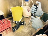 本物の毒を分泌する、ヘビの毒腺のミニチュア版の培養に成功（オランダ研究）