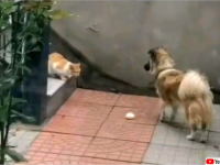 お腹を空かせた野良猫に自分の餌を分け与える犬