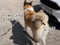 大切なぬいぐるみは尻尾に収納。くるんと巻いてしっかりキープの秋田犬