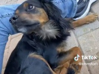 猫しか飼ったことない女性が偶然迷い犬に出会い保護。犬の飼育法を学びながら飼い主と再会させるまでの物語