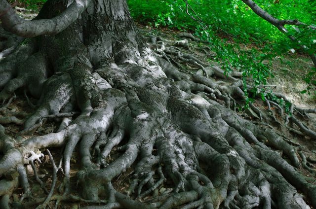 脳ミソもないのにどうして？驚くべき植物のサヴァイヴァル力