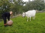 犬だけじゃない！　ボールを追いかけて遊ぶ牛が可愛らしい！