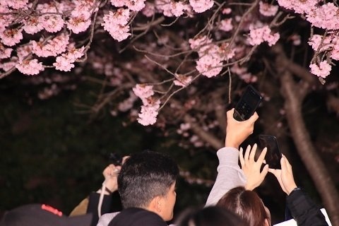 スマホを桜に近づけ撮影する人が多かった