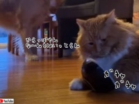 はよここに入れろにゃ！猫の餌の催促の仕方が騒がしい件