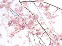 今年中に令和最初の花見ができる？