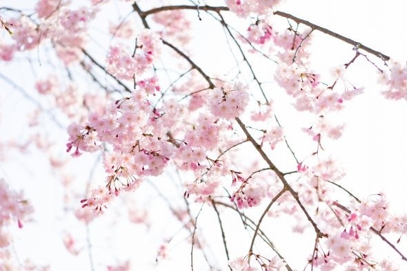 今年中に令和最初の花見ができる？