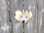 仰天ハプニングも？　ワンちゃんたちのオモシロ＆カワイイ映像集！