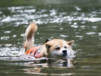 柴犬まる、全力で水遊び！都内なのに自然豊かなおすすめスポット