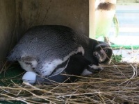 ただいま繁殖期！（画像は安佐動物公園・飼育係ブログ