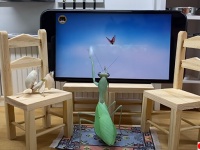 オレは狩る！スマホゲームに夢中のカマキリ（カマキリ出演中）