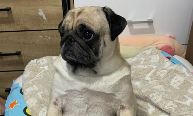 一体どんな気持ちなの？　超真剣な眼差しのパグがテレビで見てるのは...「養豚場についての番組」