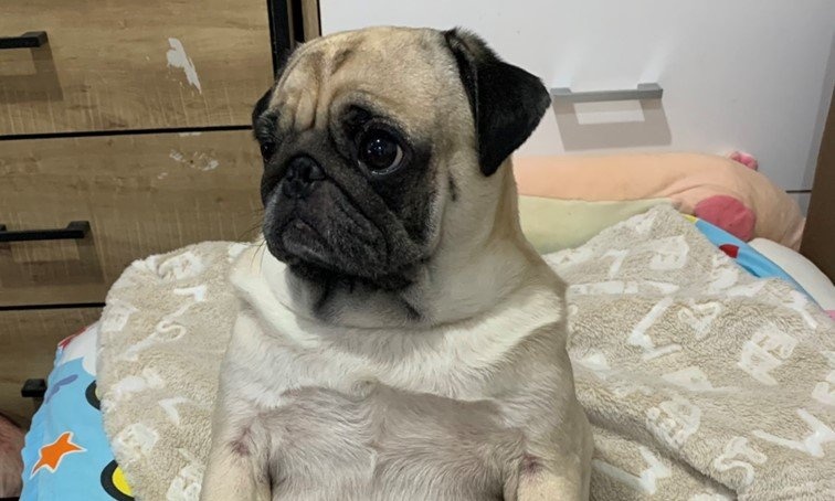 一体どんな気持ちなの？　超真剣な眼差しのパグがテレビで見てるのは...「養豚場についての番組」