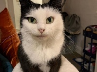 右目の黒ラインがかっこいいと話題のハチワレ保護猫