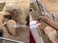 やさしいゾウ。子供が落とした靴を鼻で拾い返してあげる象