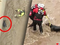 犬が川に流された！通行人が救助を試みるも失敗、2時間かかってようやく助け出すことに成功