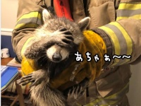 アライグマは恥ずかしい。コソ泥に失敗し消防隊員に捕獲された時のこのポーズ