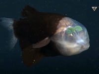 頭だけぱっくり透けて見える深海魚「デメニギス」の最新映像