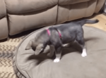 正体不明の敵出現・・・自分の影と戦うハスキー犬の赤ちゃんがかわいい